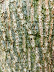 Closeup of tropical tree bark texture with vertical greenish patterns, natural wood surface for...