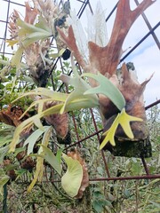 Tropical staghorn fern plant growing on tree trunk, unique foliage epiphyte texture for botanical,...