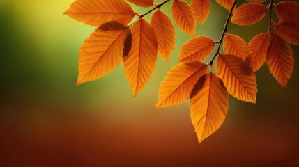 Fototapeta premium Natural background of sunlight through autumn leaves with empty space