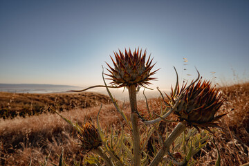 Wild Artichoke Thistle on a Dry Golden Hillside in the California East Bay