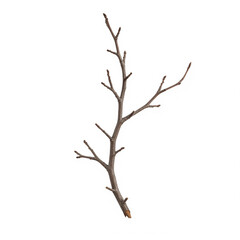 Dry branch twig isolated on white background