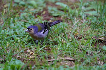 The Madeira chaffinch (Fringilla maderensis) is a small passerine bird in the finch family Fringillidae.  Santo da Serra, Madeira – Portugal.