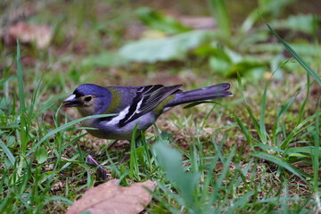 The Madeira chaffinch (Fringilla maderensis) is a small passerine bird in the finch family Fringillidae.  Santo da Serra, Madeira – Portugal.