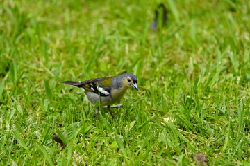 The Madeira chaffinch (Fringilla maderensis) is a small passerine bird in the finch family Fringillidae.  Santo da Serra, Madeira – Portugal.