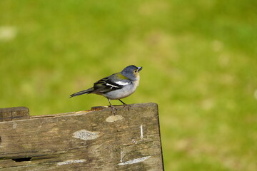 The Madeira chaffinch (Fringilla maderensis) is a small passerine bird in the finch family Fringillidae.  Santo da Serra, Madeira – Portugal.