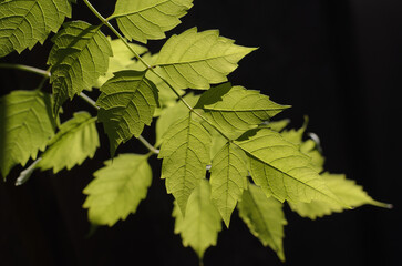 green leaves are illuminated from behind by sunlight on a dark background