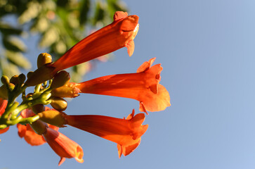 orange campsis flowers against a clear blue sky