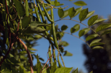 green pods with liana seeds on a blue sky background on a sunny day