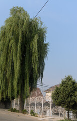 a large green willow tree near a white openwork fence