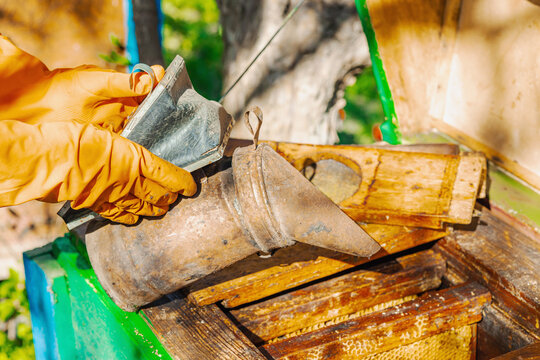 Beekeeper wearing gloves holds a traditional bee smoker and beekeeping tools, highlighting sustainable beekeeping