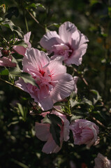 pink hibiscus flowers on branches with green leaves in the sunlight