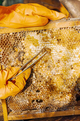 Close-up of a honeycomb with wax moth damage and Varroa mite infestation, illustrating threats