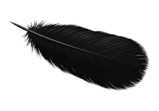Isolated Single Black Feather for Writing or Decoration