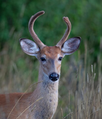 A young white-tailed deer buck in the early morning light with velvet antlers in summer in Canada