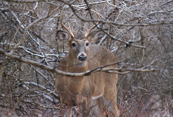 White-tailed deer buck with huge neck standing in the forest on a winter day in Canada