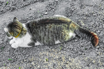 Pregnant domestic cat resting on soil in a natural outdoor setting. The themes of animal care