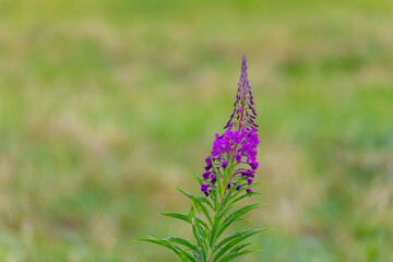 Selective focus of wild Epilobium angustifolium growing in naturally, Chamaenerion is a genus of...