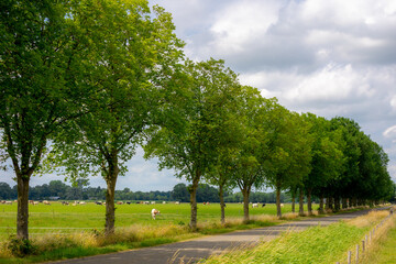Countryside road with row and line of trees along the way, Open farm dairy cattle on the field,...