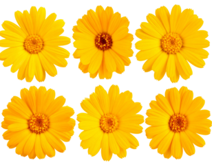Clip art set of marigolds, yellow flowers. macro shot with transparent background