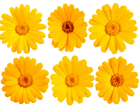 Clip art set of marigolds, yellow flowers. macro shot with transparent background