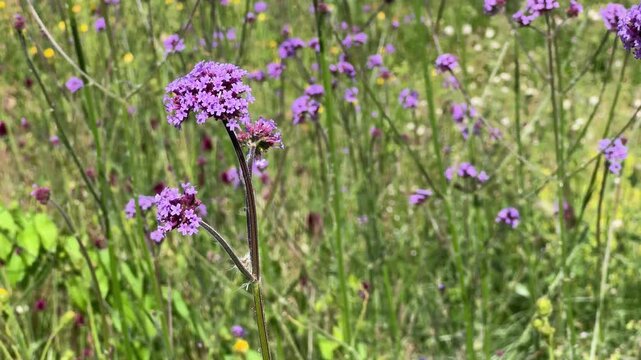 purple vervain flowers blowing in the wind surrounded by wild flowers