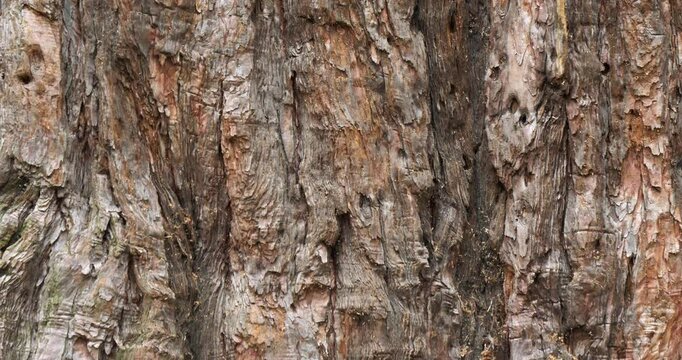 Bark of giant sequoia ( Sequoiadendron giganteum). giant sequoia  also known as giant redwood, Sierra redwood, Sierran redwood, Wellingtonia or simply big tree.