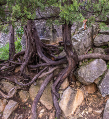 Fancy tree roots on the rocks.