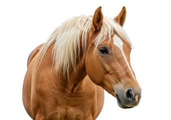 Isolated Palomino Horse Head with Blond Mane and White Blaze