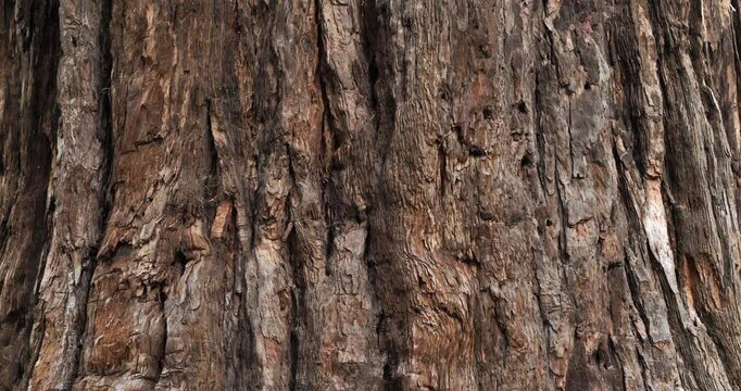 Bark of giant sequoia ( Sequoiadendron giganteum). giant sequoia  also known as giant redwood, Sierra redwood, Sierran redwood, Wellingtonia or simply big tree.