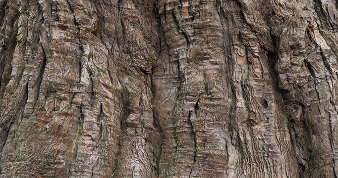 Bark of giant sequoia ( Sequoiadendron giganteum). giant sequoia  also known as giant redwood, Sierra redwood, Sierran redwood, Wellingtonia or simply big tree.