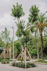 Young tree staked in landscaped public area