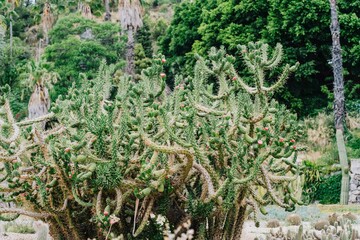Cactus in bloom in Mossen Costa i Llobera gardens in Barcelona