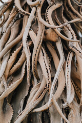 Close-up of dry aloe leaves texture