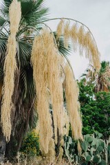 Palm tree with blooming yellow hanging flowers