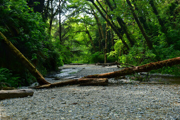 Standing in the heart of Fern Canyon in Northern California