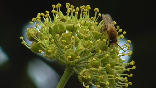 Ivy Flowers (Hedera helix) With a Bee Feeding on Them