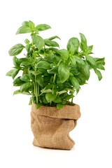 Naklejka premium Basil Ocimum basilicum Plant Sack, isolated on white background