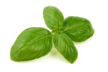 Basil Leaves, Ocimum basilicum, isolated on white background