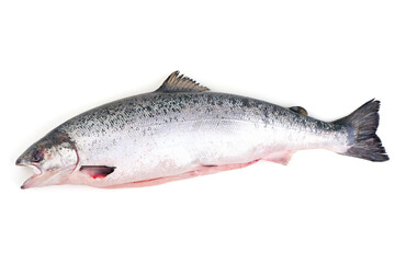 Fresh Salmon Fish, isolated on white background
