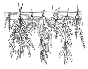 Vector illustration of Herbs hanging from a wooden rack, including thyme, sage, mint, and lavender. Outline drawing for botanical designs, kitchen decor, or natural product branding. Black etching.