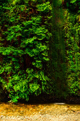 Fototapeta premium A small waterfall feeds down the fern-covered canyon walls into the stream below on Fern Canyon trail, California