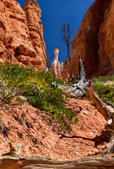 Lone hoodoo peaking up between the rocks of Bryce Canyon