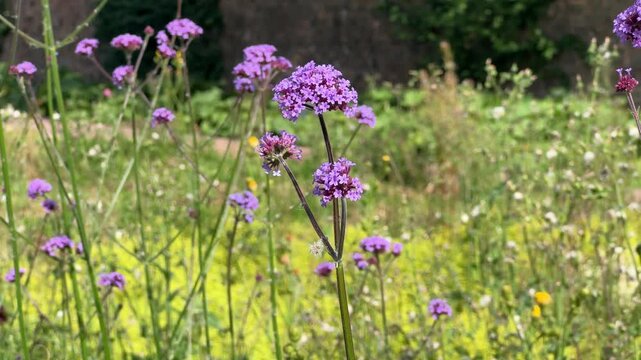 purple vervain flowers in garden blowing in the wind