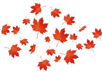 Isolated Autumnal Cascade of Red Maple Leaves