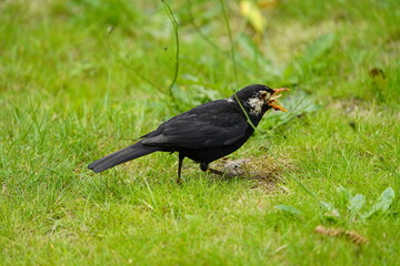 Blackbird (Turdus merula) or Black Thrush with leucism, Serra do Santo, Madeira – Portugal.