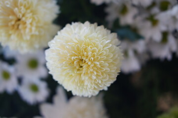 Soft Yellow White Chrysanthemum Bloom