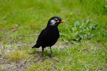 Blackbird (Turdus merula) or Black Thrush with leucism, Serra do Santo, Madeira – Portugal.