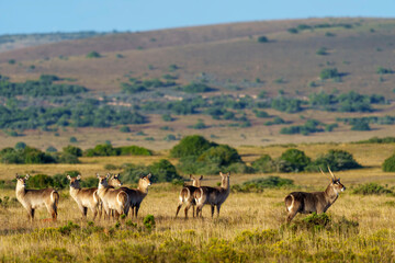 Waterbuck (Kobus ellipsiprymnus), a large antelope found widely in sub-Saharan Africa. Near...