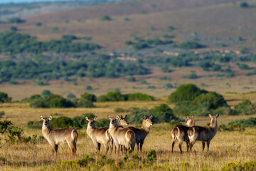 Waterbuck (Kobus ellipsiprymnus), a large antelope found widely in sub-Saharan Africa. Near...
