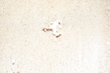 Coral on Wet Sand Under Bright Sunlight